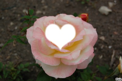 rose Fotomontāža