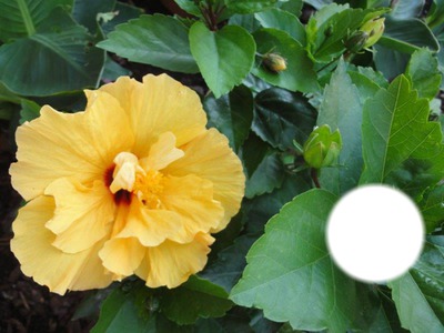 Hibiscus jaune Photomontage