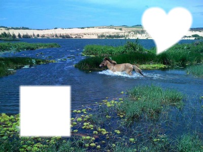 Cadre cheval dans l'eau Montaje fotografico