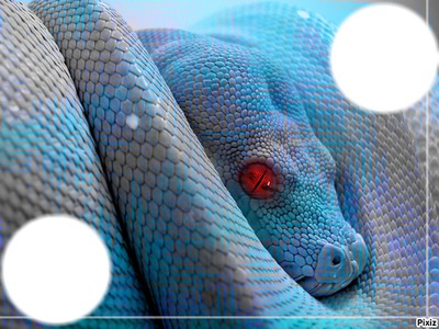 serpent Photomontage