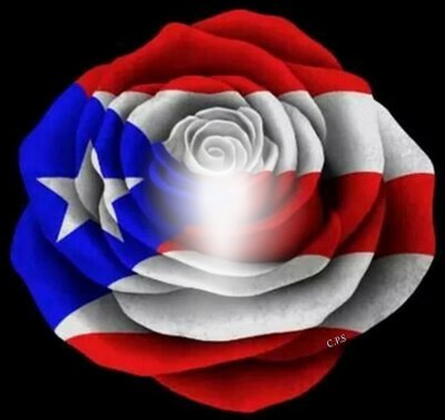 Rosa con los colores de Puerto Rico Montaje fotografico