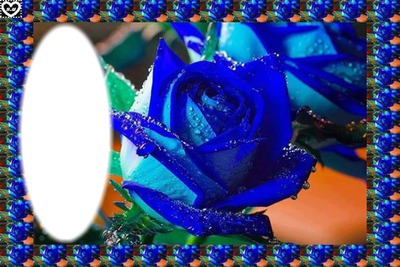 rose bleue Photomontage