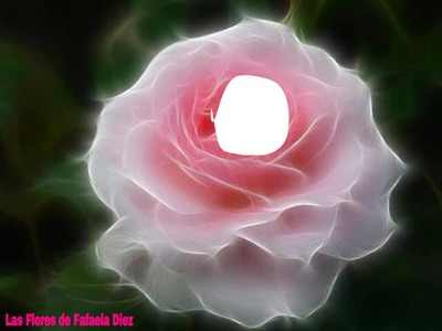 rosa rosada Fotomontagem