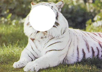tigre blanc Fotomontage