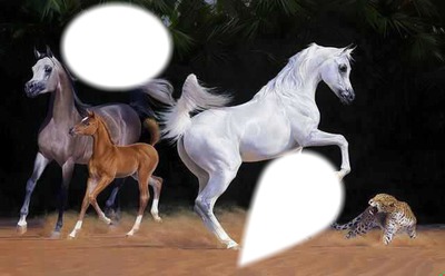 chevaux embelli Photo frame effect
