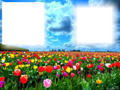 tulips Photo frame effect