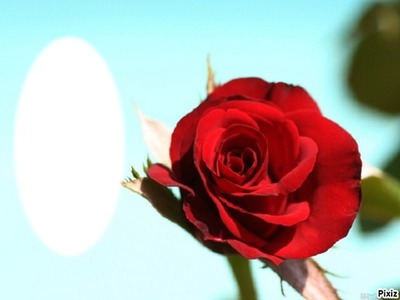 Rose Rouge Photo frame effect