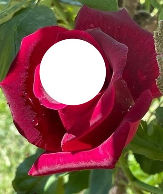 Quel rose Photo frame effect