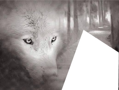 le regard du loup Fotomontagem