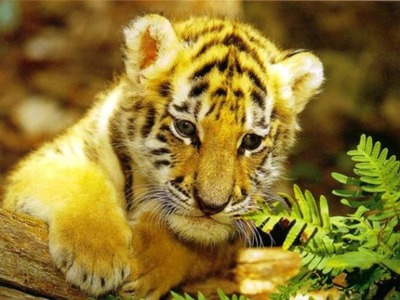 le tigre trop mignon Фотомонтаж