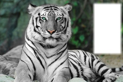 "witte tijger" Photo frame effect