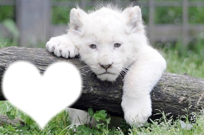 bébé lion blanc 3 mois " RARE" Montaje fotografico