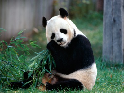 Oso Panda Montaje fotografico
