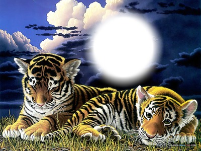 Bébés tigres Photomontage