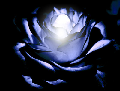 Rose bleu Photomontage