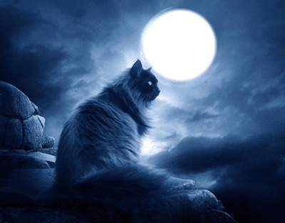 chat lune Fotomontage