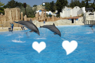 Coeur de dauphins Montage photo