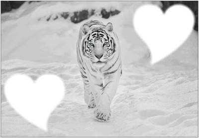 tiger black  &  white