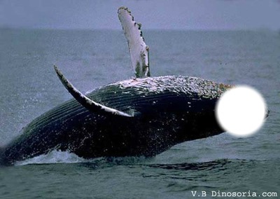 baleine Photo frame effect