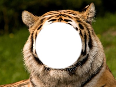 ton visage dens le tigre Fotomontaggio
