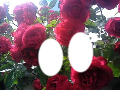 roses Fotomontāža