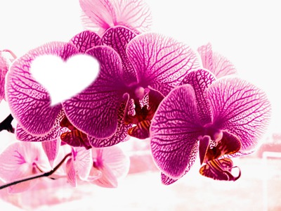 orchidée 1 Фотомонтажа