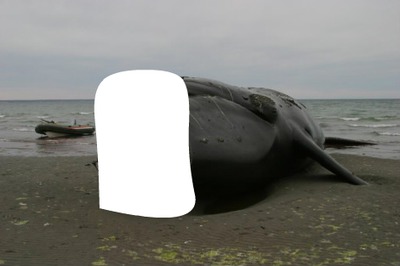 pon tu foto en el cuerpo de una ballena Fotomontage