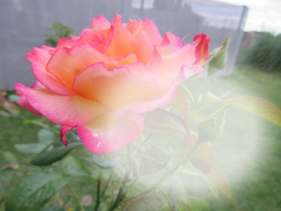 rose Фотомонтаж