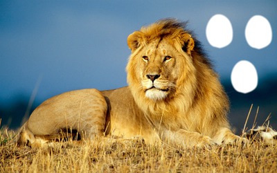 lion Photo frame effect