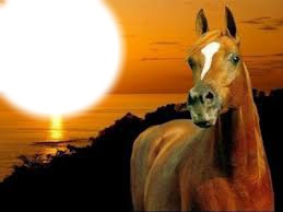 mon cheval Photomontage