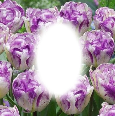 tulips Fotomontaż