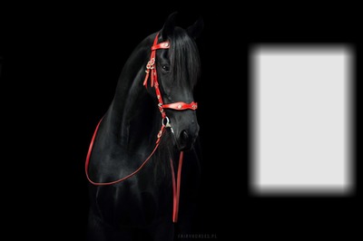koń fyzyjski Fotomontáž