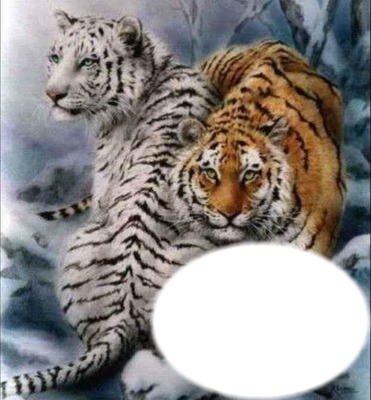 tigers Photo frame effect