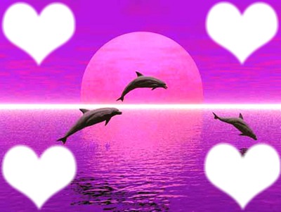 le défilé de dauphins Photo frame effect