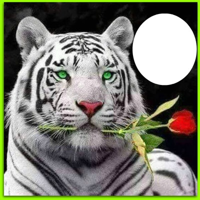 tiger with rose Fotomontagem