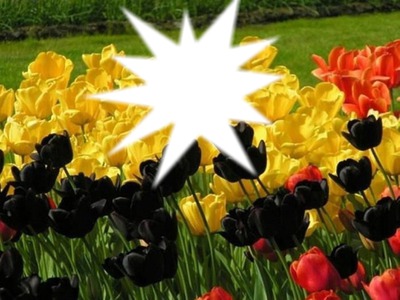 tulipes Valokuvamontaasi