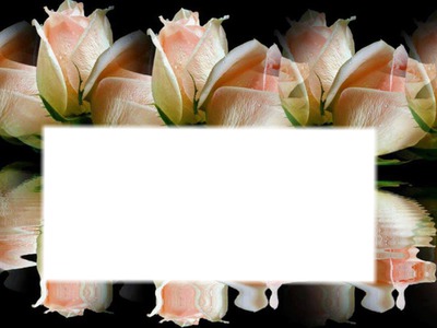 rosas dobles Fotomontage
