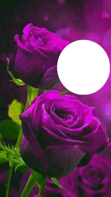 dark purple roses Fotomontáž
