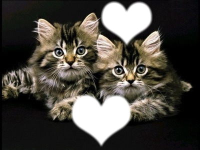 *Famille chatons* Photo frame effect