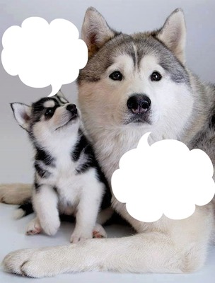 maman et bébé husky 2 photos cadres Фотомонтажа