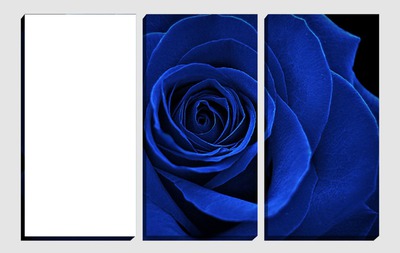 rosa blu francesca Fotomontaggio