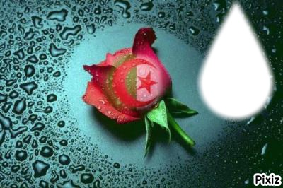 La rose algérienne Photo frame effect