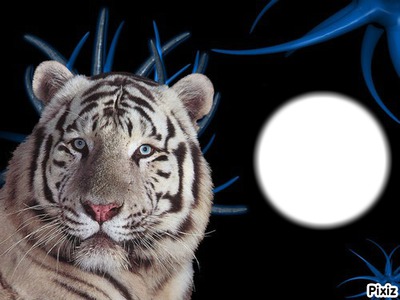 Tigre blanc Fotomontage