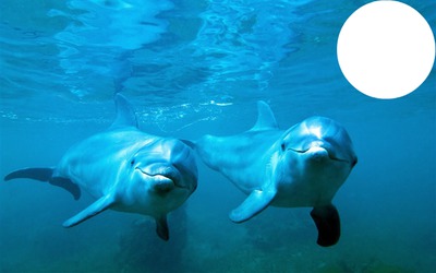 les dauphins Fotomontasje