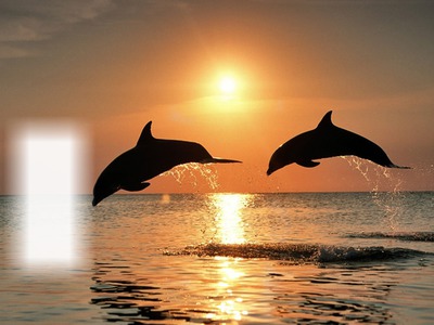 Delfiny Fotomontaż
