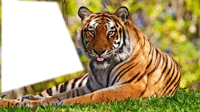 tigre Fotómontázs