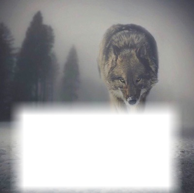 Lonely wolf Photo frame effect