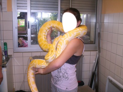 Serpent jaune
