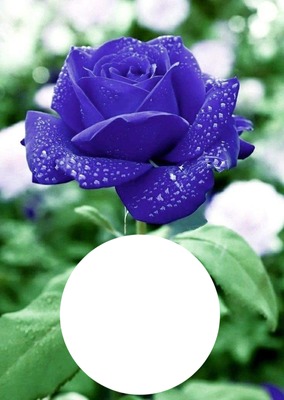 La belle violette Fotomontaža