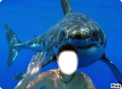 requin Montaje fotografico